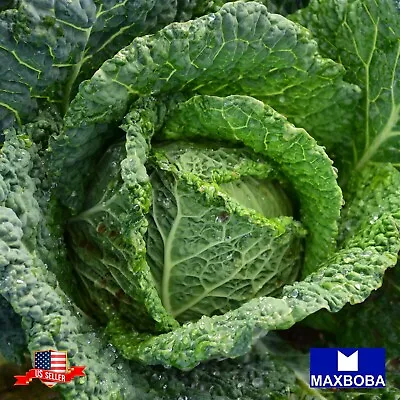 Cabbage Seeds - Savoy Perfection Non-GMO / Heirloom / Vegetable Garden • $2.19