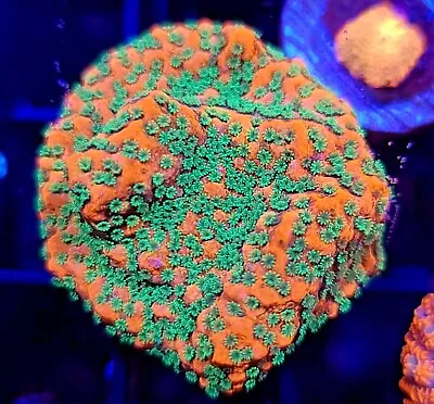 JF Tropic Thunder Montipora * Monti * Live Coral Frag * AJ's Aquariums • $34.99