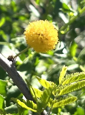 Sweet Acacia Mimosa Farnesiana Vachellia Farnesiana - 20 Seeds 2024 - USA • $9.99