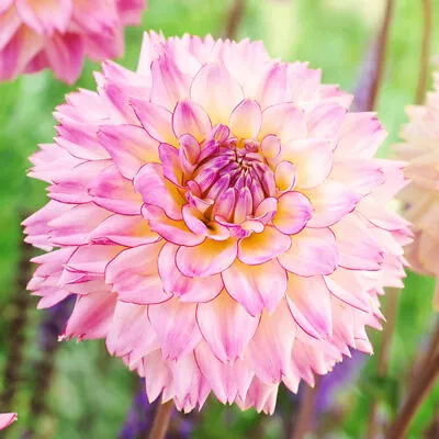 Colorful Investment Dahlia Flower Bulbs - 3 Tubers Per Pack - Ships From USA • $20.85