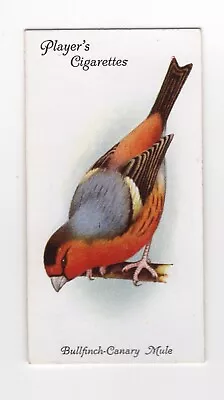 Aviary & Cage Bird Cigarette Card 1933 #15 Bullfinch Canary Mule • £3.09
