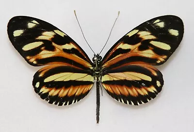 Butterfly X1 Female Heliconius Ethilla Ethilla  (Trinidad) • $6.25