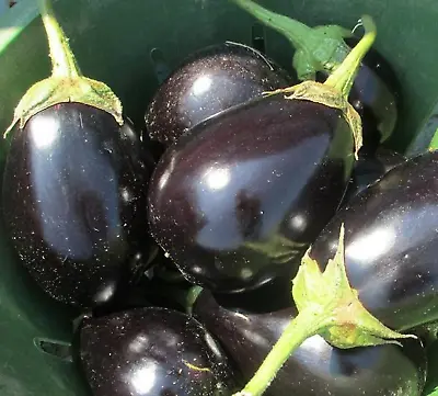 300 Eggplant Seeds Black Beauty Spring Vegetable Garden Heirloom Non-gmo Usa • $2.99