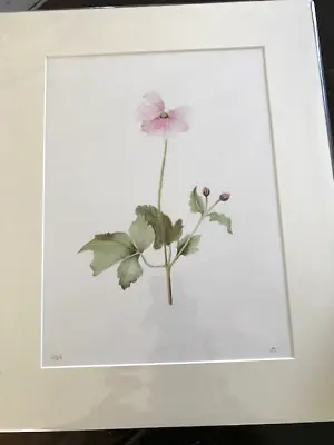 Stunning Botanical Watercolour Print  Japanese Anemone  Artist Signed Giclée • £70