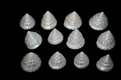 12 Pearly Beaded Top Seashells • £6.50