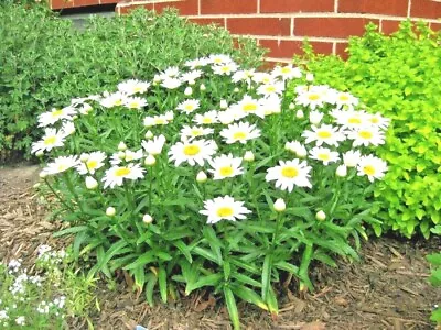 301+SILVER PRINCESS Seeds Dwarf Shasta Daisy Cut Flowers Container Garden Easy • $3.25