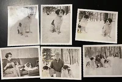 Vintage Photo Lot Bird Hunting Dog Setter Pointer Spaniel 1940s Winter Knitting • $14