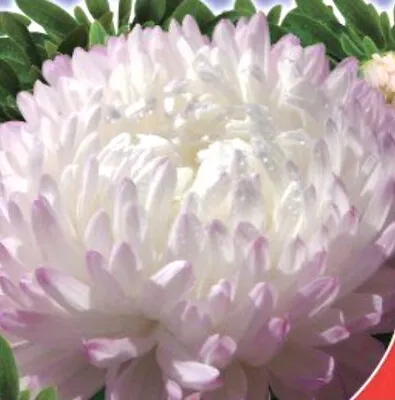 £1.85 • Buy 150 X ASTER Silver Pink  Peony Seeds. NON GMO