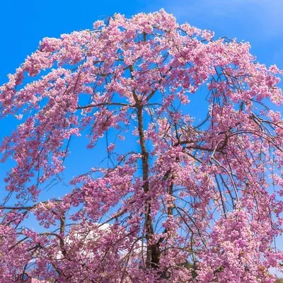 Cheal's Weeping Flowering Cherry Tree 4-5ft Tall P.Serrulata Kiku Shidare Zakura • £34.99