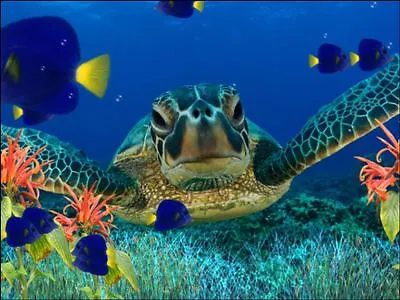 £3.66 • Buy Under The Sea Turtle Swim Background Edible Cake Topper Wafer/Icing Decoration