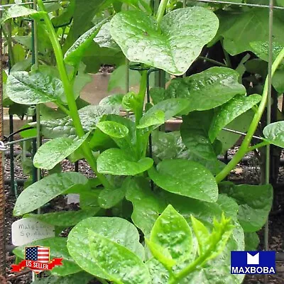 Malabar Spinach Seeds - Green Vines Supreme Vegetable Non-GMO Heirloom • $2.19