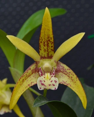 $7 • Buy Orchid -Dendrobium Brimbank Sparkler 'Benz' X Speciosum 'Chloe'