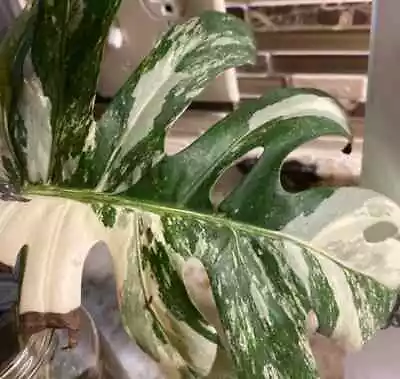 Extra High Variegated Monstera Rooted+unrooted Cuttings DISCOUNTED • $68
