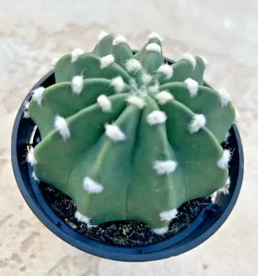 Echinopsis Subdenudata 'Easter Lily Cactus' Domino Comes In A 3.5  Pot • £12.42