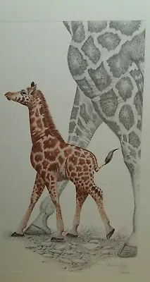 £39.99 • Buy Giraffe Walk Tall By Warwick Higgs Limited Edition