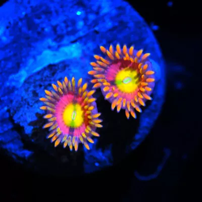 COE   Live Coral Frag ~ Pink Hippos Zoanthid Coral ~ LPS SPS • $5.99
