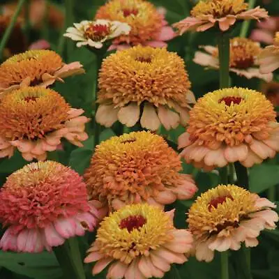 Zinnia Seeds Flowering Garden Plants 'Zinderella Peach' 1 Packet 20 Seeds T&M • £3.49