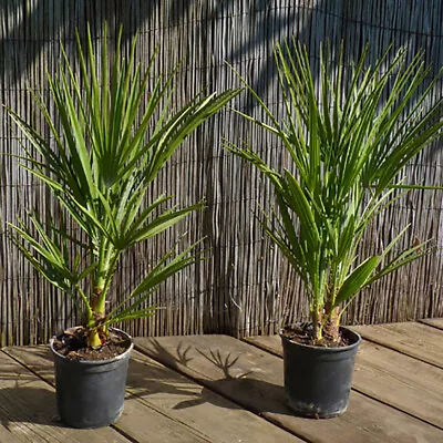 Pair Of Hardy Fan Palms (Chamaerops Humilis)  40-50cm Tall • £59.99