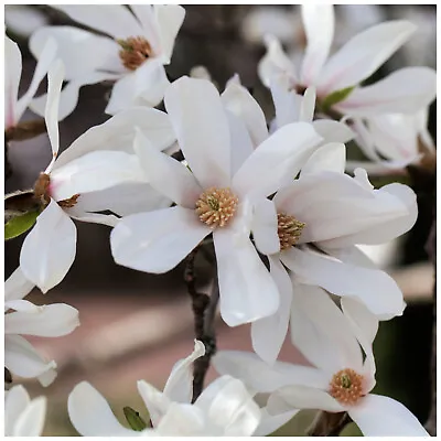 Magnolia 'Kobus' In 1L Pot 3-4ft Tall Beautiful Fragrant White Flowers • £24.99