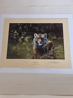 David Shepherd Pencil Signed Limited Edition Print - Cool Tiger - Immaculate • £85