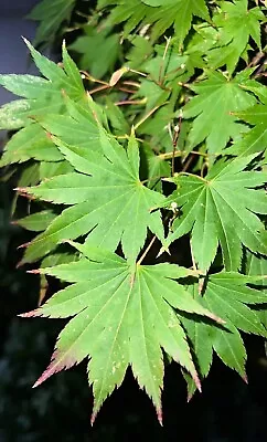 Japanese Maple - Green (Acer Palmatum) 20 Germinated Seeds • £12