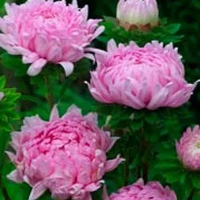 £2.97 • Buy Aster - Peony Duchess- Coral- 50 Seeds- BOGO 50% Off SALE