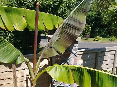 Banana Plant Musa Sikkimensis Tropical Hardy Red Bengal Tiger Plant • £14