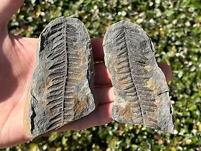 Mazon Creek Fossil Fern Pair NICE 3.75” Illinois Plant Leaves Pennsylvanian Age • $29.99