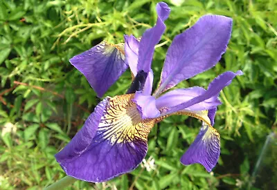 Iris Versicolor Purple Reed LIVE Water Plant Aquatic Pond Marginal Bog Feature • £6.50