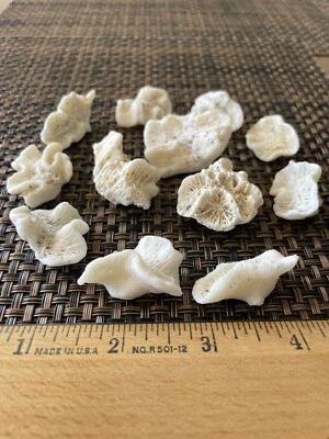 $7.99 • Buy Dried Brain CORALS Fossil Beach Ocean Sea Reef Fish Tank Aquarium Decoration