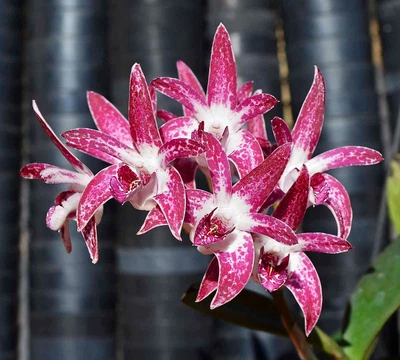 $16.25 • Buy Orchid -Dendrobium Newbold Bride