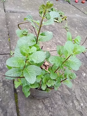 Mint Plant Healthy And Fresh  In A Medium Sized Pot Helps In Digestion Issues • £8