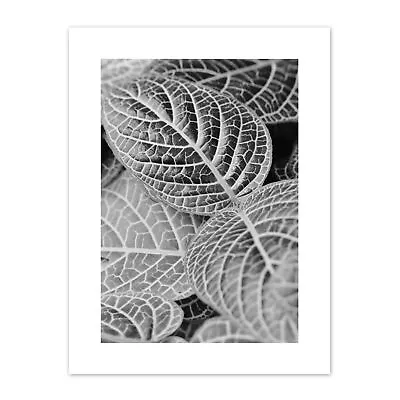 Black White Photography Leaves Close Up Canvas Wall Art Print • £13.99