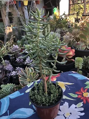 6” + Live Plant Crassula Tetragona Mini Pine Tree • $18