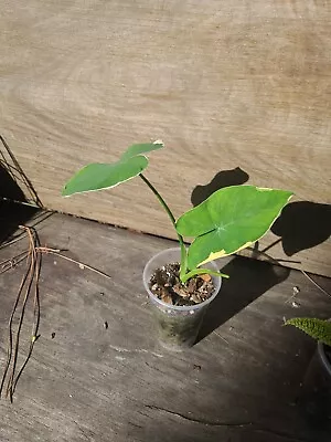 MICKEY MOUSE TARO Variegated Xanthosoma Elephant Ear 3  Pot Alocasia  • $17.90