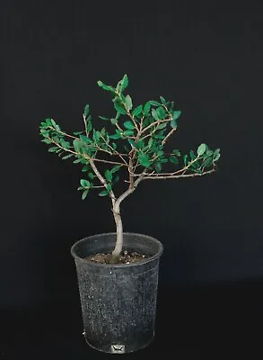 Cork Bark Oak Pre-Bonsai Tree - 2 Gallon • $95