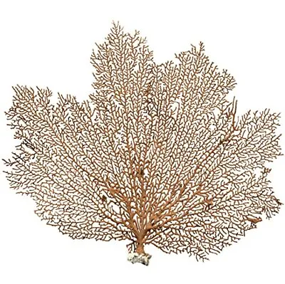 Sea Fan Coral Red Coral Sea Fan 10  To 12  Natural Real Piece Of Coral Sea Fan • $22.99