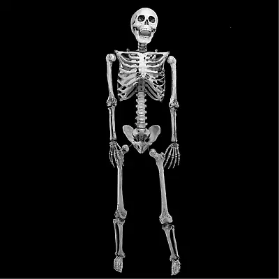 Halloween Skeleton Human Full Size Skeleton Skull Bones Halloween Model Decor • $27.99