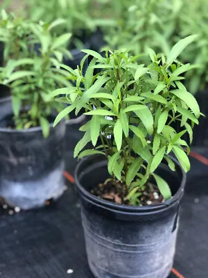 Tagetes Lucida Mexican Mint Marigold Tarragon LIVE PLANT 1 Gallon • $12.50