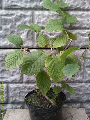 £8 • Buy Hazel Tree Bonsai Material (Corylus Avellana)