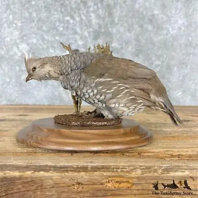 #27215 E | Standing Scaled Quail Life-Size Taxidermy Bird Mount • $420