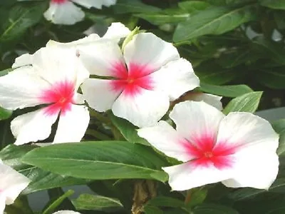 Vinca Seeds Sunsplash White With Eye 50 Seeds • $4.25