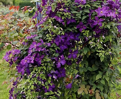 £19.99 • Buy Clematis Polish Spirit Purple, Hardy Perennial Climber Plant 9 Cm Pot Size