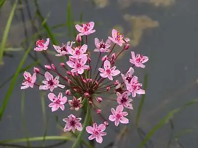 Butomus Umbellatus (Flowering Rush) - Marginal Pond Plants  - Pond Plants - W... • £67.50