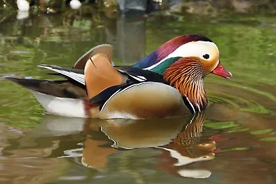 Mandarin Duck Canvas Picture Poster Print Wall Art Unframed #1390 • £7.74