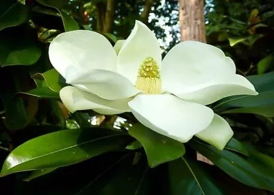  'Kay Parris  Evergreen Southern Magnolia Grandifolia  20-28 Inch Tall~Fragrant! • $34.99