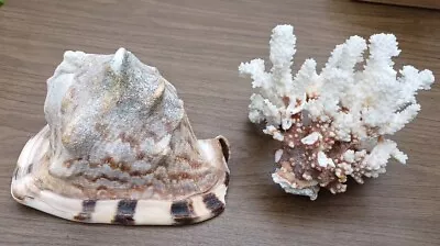 *DAMAGED* Large Horned Conch Shell & Brown Stem Coral Aquarium Decorations • $25