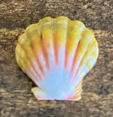 Pecten Langfordi Hawaii Moonrise/Sunrise Shell RARE LARGE W/ Tiger Stripes  • $175