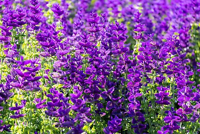 50 BLUE Monday CLARY SAGE Salvia Viridis Horminum Herb Flower Seeds • $3