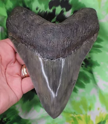 Megalodon Sharks Tooth 6 5/16  Inch HUGE! Fossil Sharks Teeth Tooth • $360